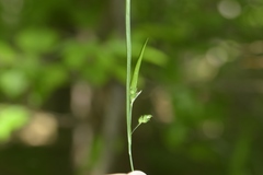 Carex cumberlandensis