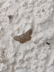 Idaea cervantaria