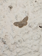 Idaea cervantaria