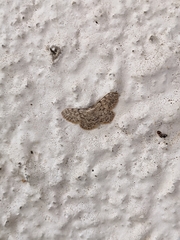 Idaea cervantaria