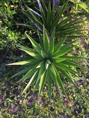Yucca aloifolia