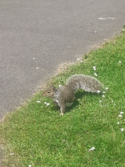 Sciurus carolinensis