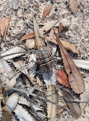 Polyzosteria mitchelli