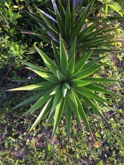 Yucca aloifolia