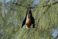 Pteropus aldabrensis