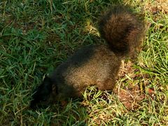 Sciurus carolinensis