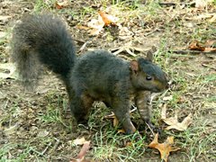 Sciurus carolinensis