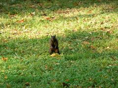 Sciurus carolinensis