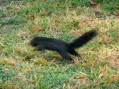 Sciurus carolinensis