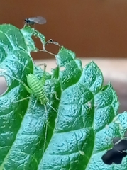 Leptophyes punctatissima