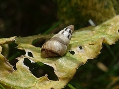 Cochlicella acuta