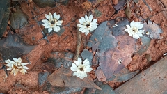 Manilkara staminodella