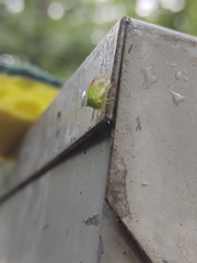 Stictocephala militaris