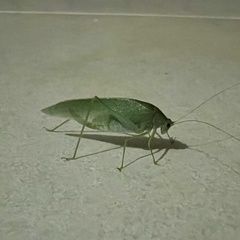 Tettigoniidae