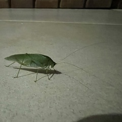 Tettigoniidae