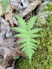 Phegopteris connectilis