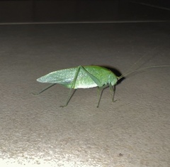 Tettigoniidae