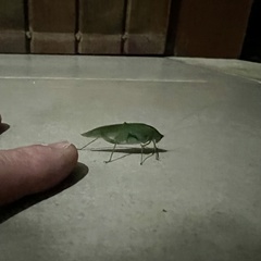 Tettigoniidae