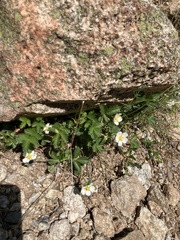 Drymocallis corsica