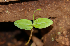 Neottia banksiana
