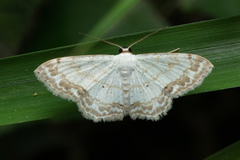 Scopula propinquaria
