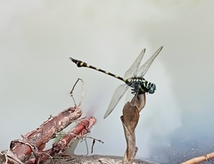 Ictinogomphus