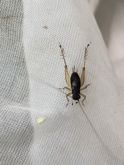 Trigonidium japonicum