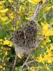 Eriogaster lanestris