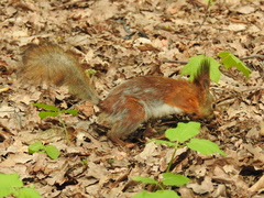 Sciurus vulgaris
