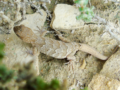 Kirghizia Even-fingered Gecko, Altiphylax tokobajevi