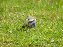 Cyanistes caeruleus