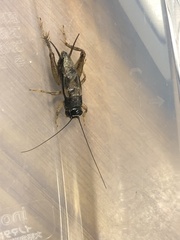 Svercacheta siamensis