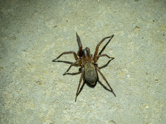 Pireneitega