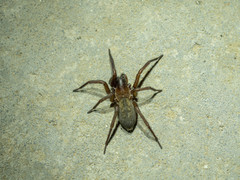 Pireneitega