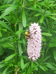 Bombus
