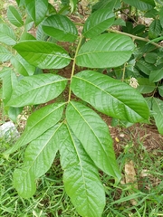 Blighia sapida
