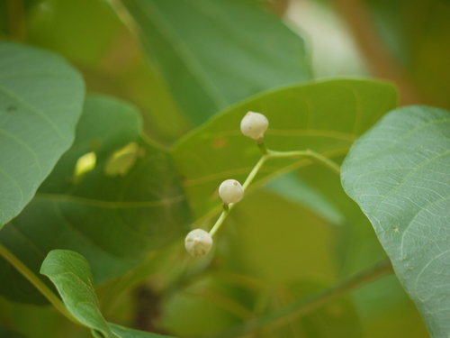 Mallotus nudiflorus, photograph 3