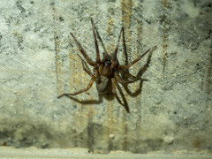 Pireneitega