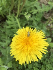 Gampsocleis buergeri