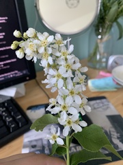 Prunus padus