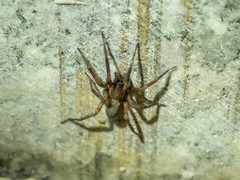 Pireneitega