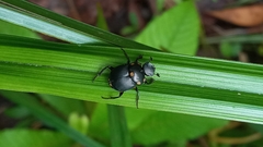 Canthon septemmaculatus