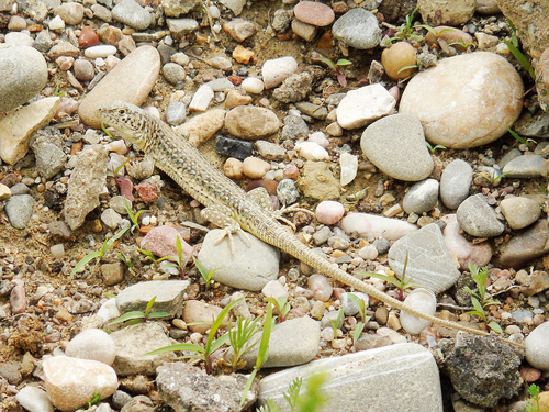 Szczerbak’s Racerunner