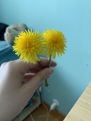 Taraxacum