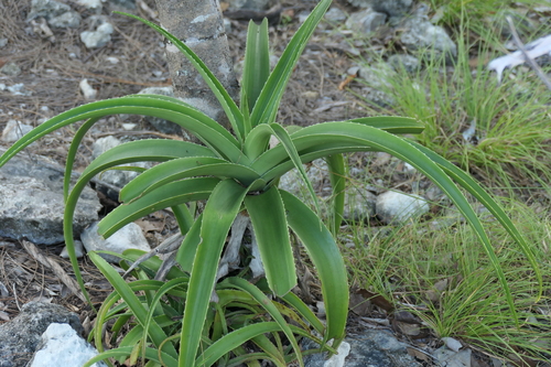 Aloe aldabrensis image