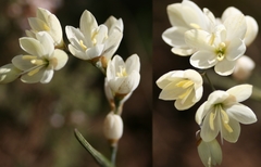 Hesperantha spicata