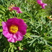 Paeonia officinalis huthii - Photo (c) Anne-Hélène Paradis, some rights reserved (CC BY-NC), uploaded by Anne-Hélène Paradis