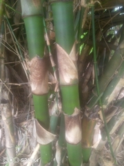 Bambusa stenostachya