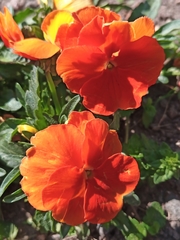 Viola
