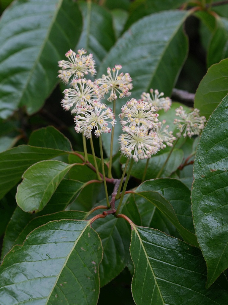Dipentodon sinicus (Dipentodon sinicus)